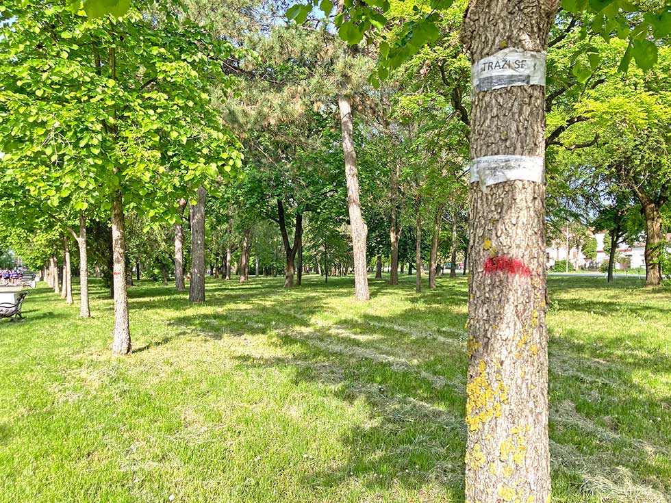 stabla u karađorđevom parku