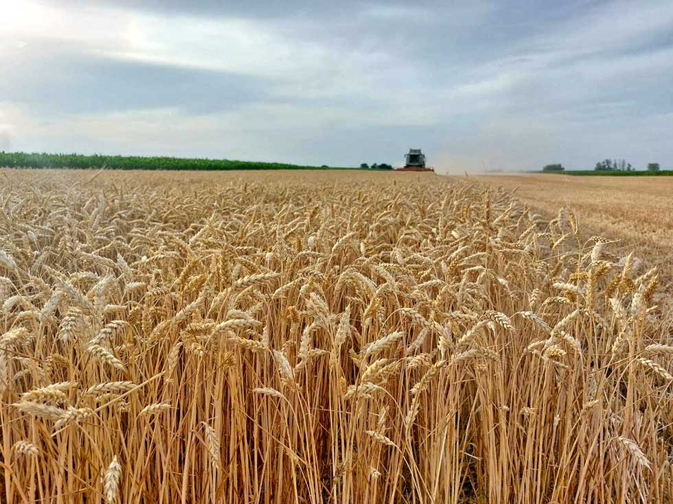 žetva pšenice